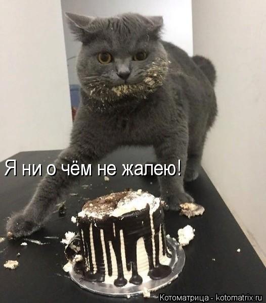 Я ни о чём не жалею! Я ни о чём не жалею!... Котоматрица: Я ни о чём не жалею! Я ни о чём не жалею!