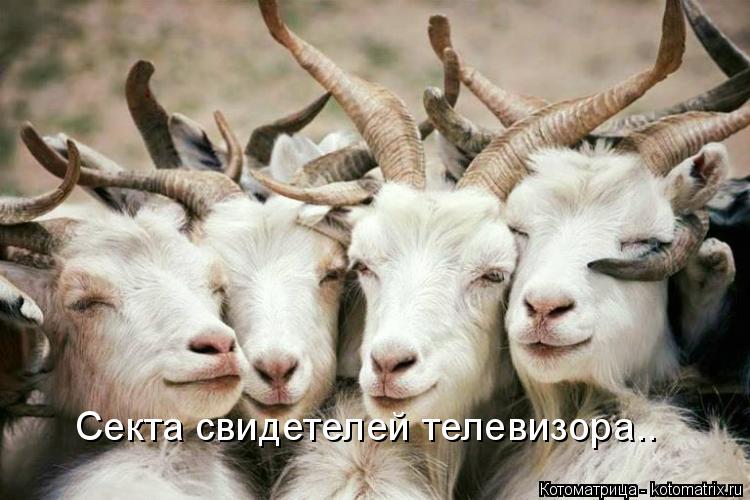 Секта свидетелей телевизора..... Котоматрица: Секта свидетелей телевизора..