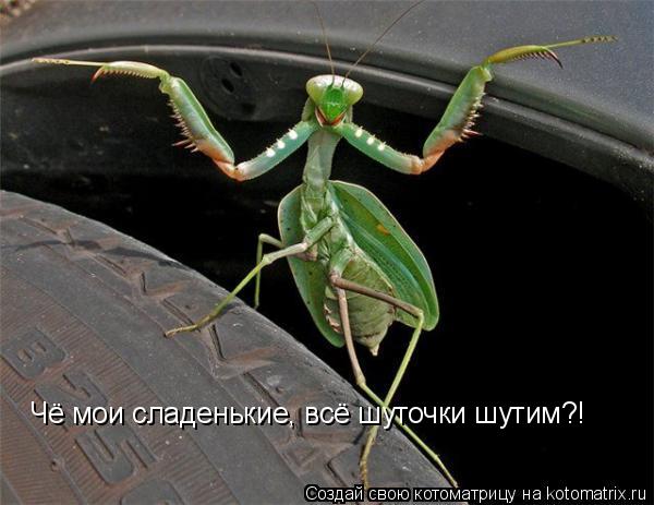 Чё мои сладенькие, всё шуточки шутим?!... Котоматрица: Чё мои сладенькие, всё шуточки шутим?!