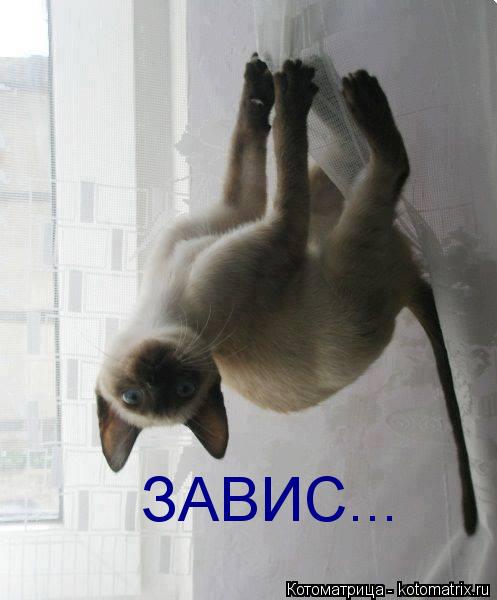 ЗАВИС...... Котоматрица: ЗАВИС...