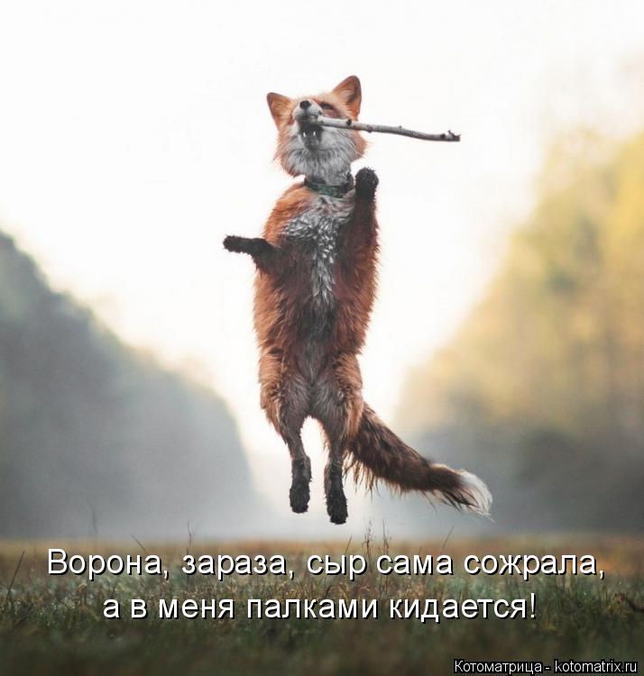 Ворона, зараза, сыр сама сожрала, а в меня палками кидается!... Котоматрица: Ворона, зараза, сыр сама сожрала, а в меня палками кидается!