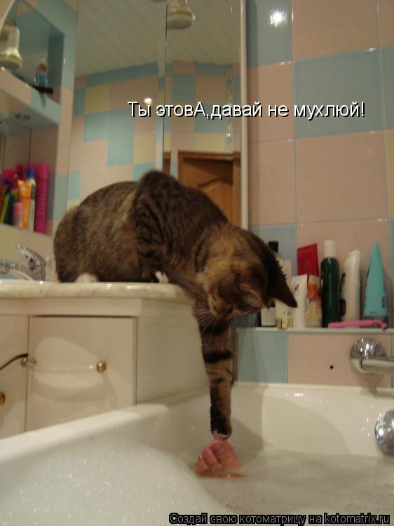 Ты этовА,давай не мухлюй!... Котоматрица: Ты этовА,давай не мухлюй!