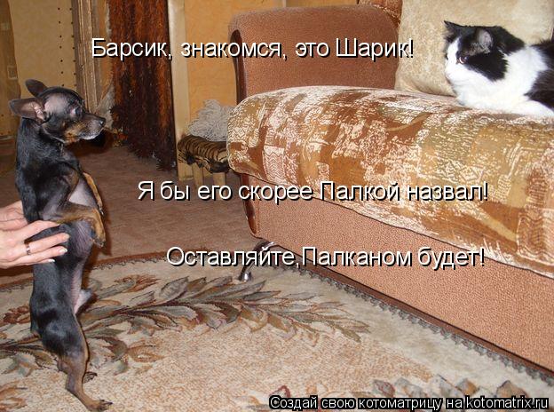 Барсик, знакомся, это Шарик! Оставляйте,Палканом будет! Я бы его скорее Палкой назвал!... Котоматрица: Барсик, знакомся, это Шарик! Оставляйте,Палканом будет! Я бы его скорее Палкой назвал!