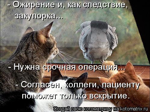 - Ожирение и, как следствие, закупорка... - Нужна срочная операция... - Согласен, коллеги, пациенту... Котоматрица: - Ожирение и, как следствие, закупорка... - Нужна срочная операция... - Согласен, коллеги, пациенту поможет только вскрытие.