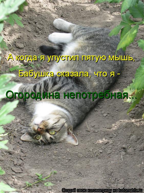 Котоматрица: А когда я упустил пятую мышь, Бабушка сказала, что я -  Огородина непотребная...