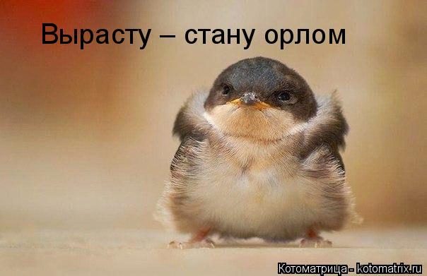 Вырасту – стану орлом... Котоматрица: Вырасту – стану орлом