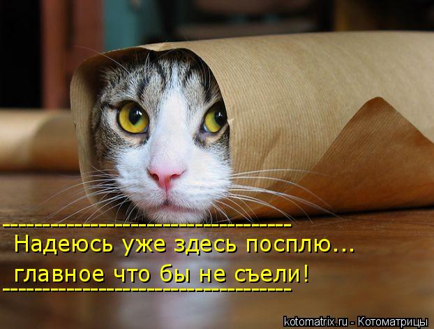 Надеюсь уже здесь посплю... главное что бы не съели! ------------------------------------ ----------... Котоматрица: Надеюсь уже здесь посплю... главное что бы не съели! ------------------------------------ ------------------------------------