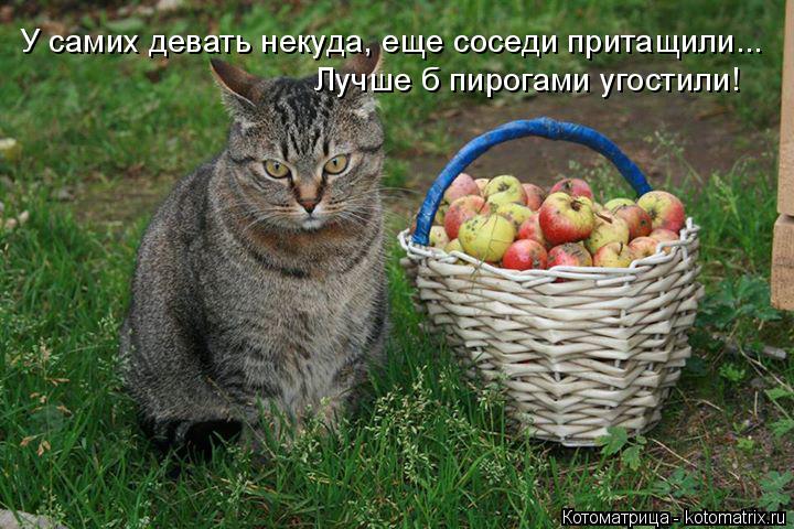 У самих девать некуда, еще соседи притащили... Лучше б пирогами угостили!... Котоматрица: У самих девать некуда, еще соседи притащили... Лучше б пирогами угостили!