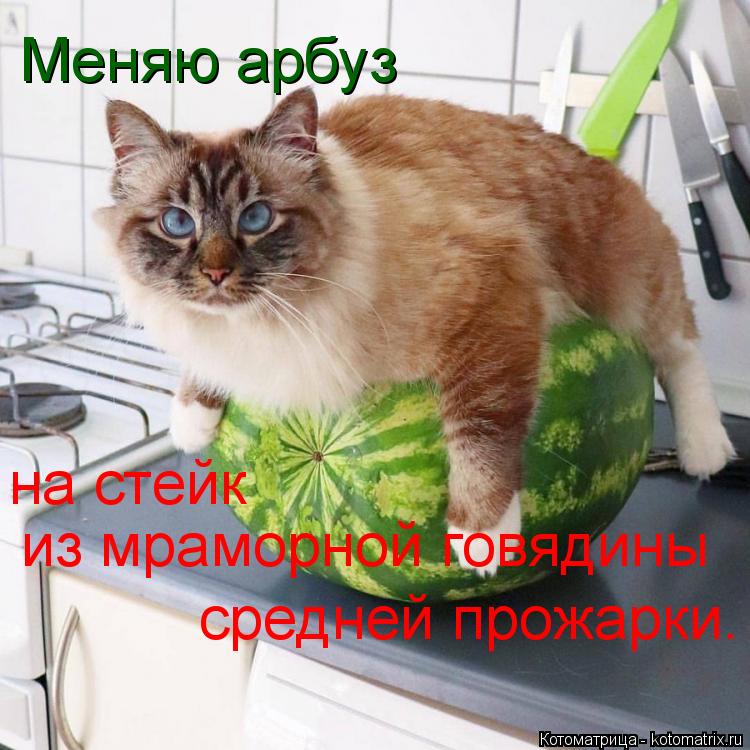 Меняю арбуз на стейк из мраморной говядины средней прожарки.... Котоматрица: Меняю арбуз на стейк из мраморной говядины средней прожарки.