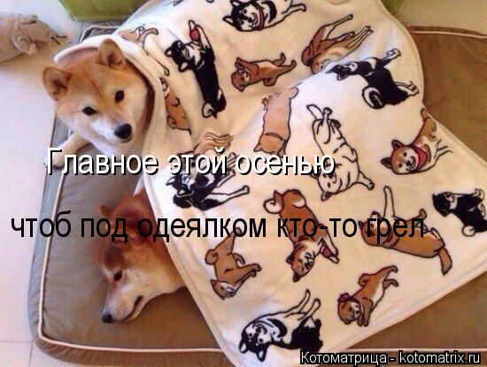 Главное этой осенью чтоб под одеялком кто-то грел... Котоматрица: Главное этой осенью чтоб под одеялком кто-то грел