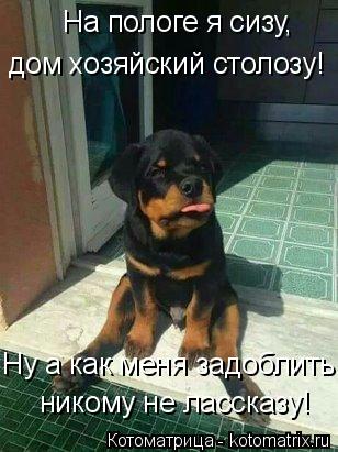 На пологе я сизу, дом хозяйский столозу! Ну а как меня задоблить, никому не лассказу!... Котоматрица: На пологе я сизу, дом хозяйский столозу! Ну а как меня задоблить, никому не лассказу!