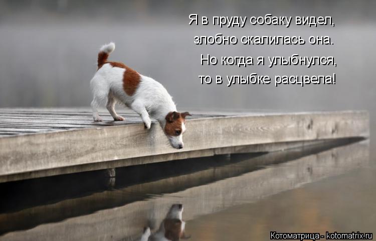 Но когда я улыбнулся, то в улыбке расцвела! Я в пруду собаку видел, злобно скалилась она.... Котоматрица: Но когда я улыбнулся, то в улыбке расцвела! Я в пруду собаку видел, злобно скалилась она.