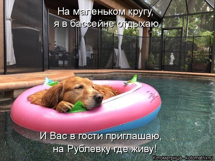 на Рублевку где живу! И Вас в гости приглашаю, я в бассейне отдыхаю. На маленьком кругу,... Котоматрица: на Рублевку где живу! И Вас в гости приглашаю, я в бассейне отдыхаю. На маленьком кругу,