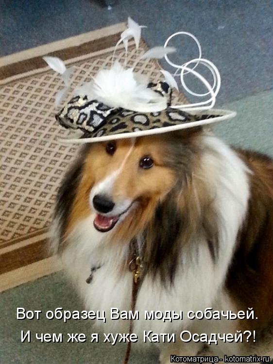 Вот образец Вам моды собачьей. И чем же я хуже Кати Осадчей?!... Котоматрица: Вот образец Вам моды собачьей. И чем же я хуже Кати Осадчей?!