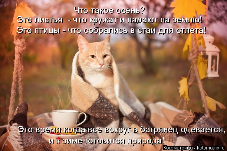 Это время когда все вокруг в багрянец одевается, и к зиме готовится природа! Это листья - что кружат... Котоматрица: Это время когда все вокруг в багрянец одевается, и к зиме готовится природа! Это листья - что кружат и падают на землю! Это птицы - что собрал?