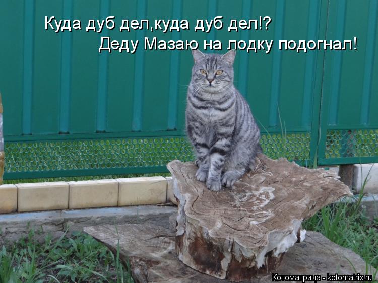 Куда дуб дел,куда дуб дел!? Деду Мазаю на лодку подогнал!... Котоматрица: Куда дуб дел,куда дуб дел!? Деду Мазаю на лодку подогнал!