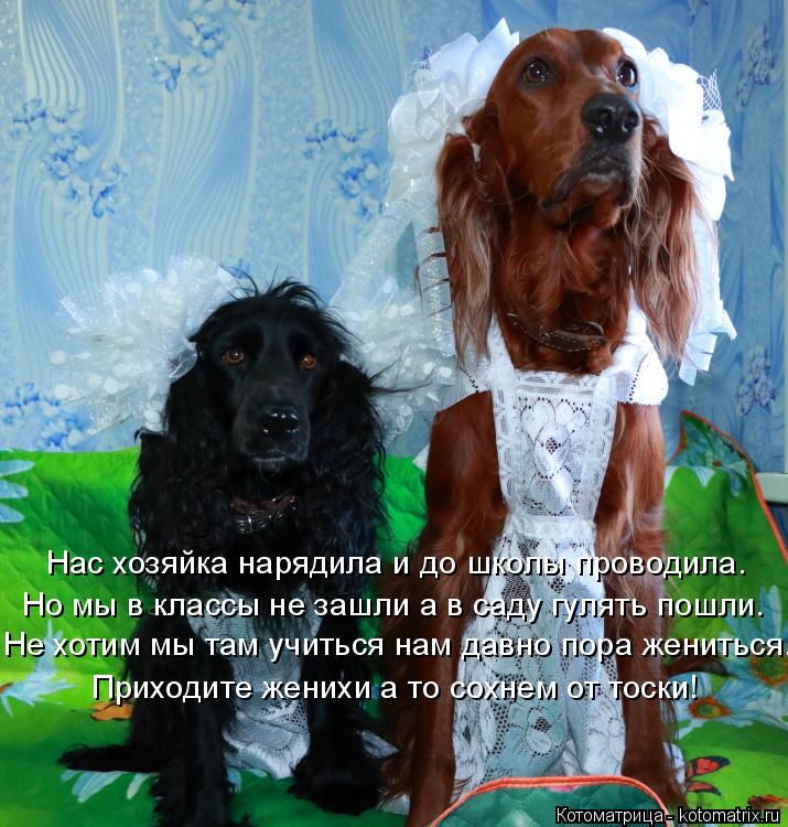 Нас хозяйка нарядила и до школы проводила. Но мы в классы не зашли а в саду гулять пошли. Не хотим мы... Котоматрица: Нас хозяйка нарядила и до школы проводила. Но мы в классы не зашли а в саду гулять пошли. Не хотим мы там учиться нам давно пора жениться. При?