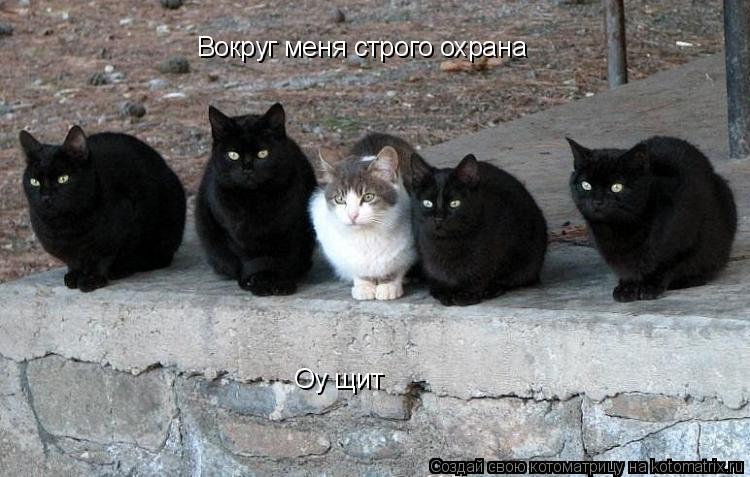 Вокруг меня строго охрана Оу щит... Котоматрица: Вокруг меня строго охрана Оу щит