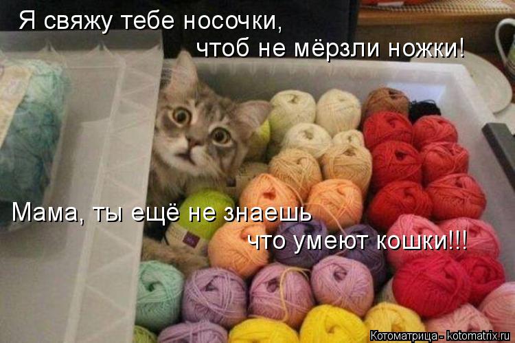 Я свяжу тебе носочки, чтоб не мёрзли ножки! Мама, ты ещё не знаешь что умеют кошки!!!... Котоматрица: Я свяжу тебе носочки, чтоб не мёрзли ножки! Мама, ты ещё не знаешь что умеют кошки!!!