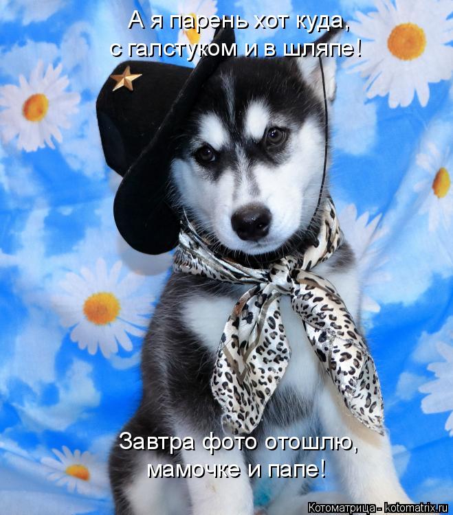А я парень хот куда, с галстуком и в шляпе! Завтра фото отошлю, мамочке и папе!... Котоматрица: А я парень хот куда, с галстуком и в шляпе! Завтра фото отошлю, мамочке и папе!