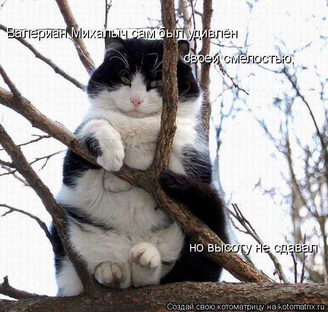 Валериан Михалыч сам был удивлён но высоту не сдавал своей смелостью,... Котоматрица: Валериан Михалыч сам был удивлён но высоту не сдавал своей смелостью,