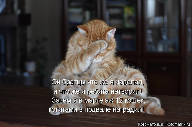 Котоматрица: Зачем я в марте аж 12 кошек, котятами в подвале наградил! Ой братцы что же я наделал, и что же я ребята натворил!
