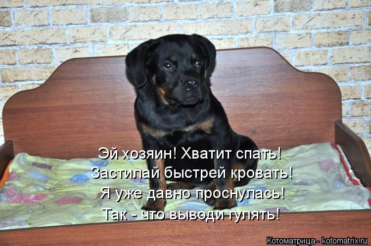Эй хозяин! Хватит спать! Застилай быстрей кровать! Я уже давно проснулась! Так - что выводи гулять!... Котоматрица: Эй хозяин! Хватит спать! Застилай быстрей кровать! Я уже давно проснулась! Так - что выводи гулять!