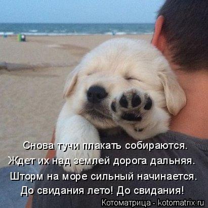 До свидания лето! До свидания! Снова тучи плакать собираются. Ждет их над землей дорога дальняя. Штор... Котоматрица: До свидания лето! До свидания! Снова тучи плакать собираются. Ждет их над землей дорога дальняя. Шторм на море сильный начинается.