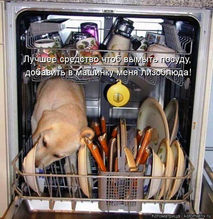 Котоматрица: добавить в машинку меня лизоблюда! Лучшее средство чтоб вымыть посуду,