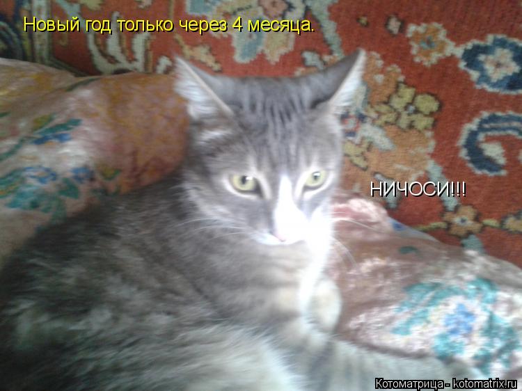 Котоматрица: Новый год только через 4 месяца. НИЧОСИ!!!