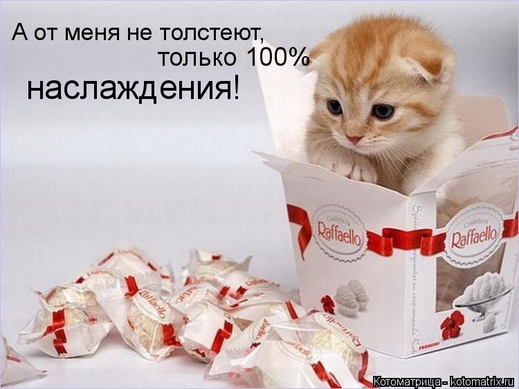 А от меня не толстеют, только 100% наслаждения!... Котоматрица: А от меня не толстеют, только 100% наслаждения!