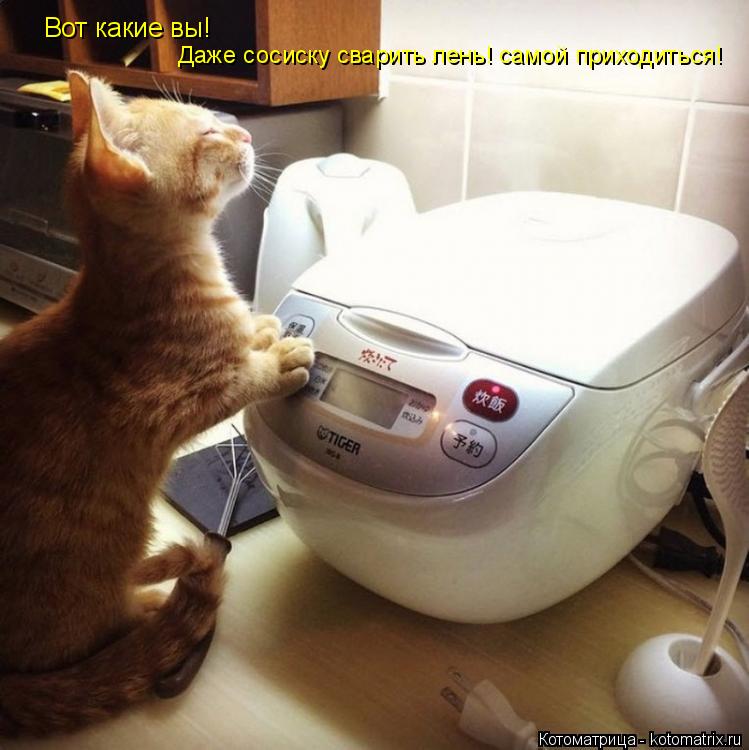 Вот какие вы! Даже сосиску сварить лень! самой приходиться!... Котоматрица: Вот какие вы! Даже сосиску сварить лень! самой приходиться!