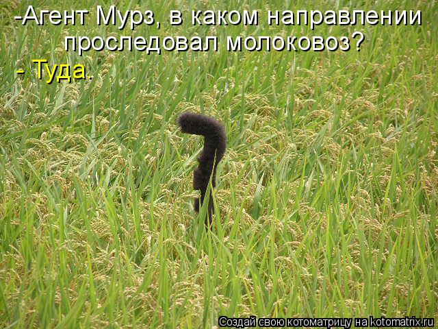 -Агент Мурз, в каком направлении проследовал молоковоз? - Туда.... Котоматрица: -Агент Мурз, в каком направлении проследовал молоковоз? - Туда.