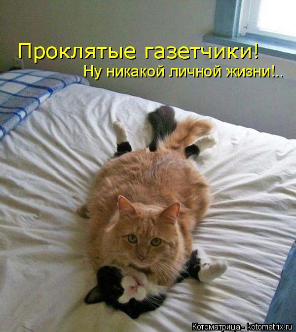 Проклятые газетчики! Ну никакой личной жизни!..... Котоматрица: Проклятые газетчики! Ну никакой личной жизни!..