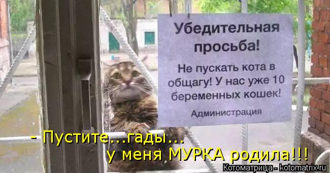 у меня МУРКА родила!!! - Пустите...гады...... Котоматрица: у меня МУРКА родила!!! - Пустите...гады...
