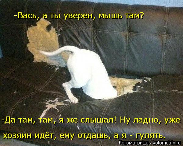 хозяин идёт, ему отдашь, а я - гулять. -Да там, там, я же слышал! Ну ладно, уже -Вась, а ты уверен, м... Котоматрица: хозяин идёт, ему отдашь, а я - гулять. -Да там, там, я же слышал! Ну ладно, уже -Вась, а ты уверен, мышь там?