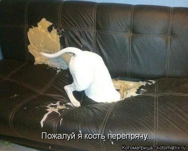 Пожалуй я кость перепрячу...... Котоматрица: Пожалуй я кость перепрячу...
