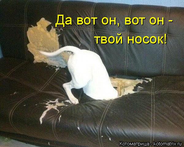 Да вот он, вот он - твой носок!... Котоматрица: Да вот он, вот он - твой носок!