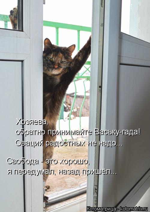 Свобода - это хорошо, я передумал, назад пришёл... Хозяева, обратно принимайте Ваську-гада! Оваций ... Котоматрица: Свобода - это хорошо, я передумал, назад пришёл... Хозяева, обратно принимайте Ваську-гада! Оваций радостных не надо...