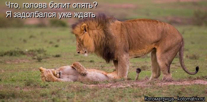 Что, голова болит опять? Я задолбался уже ждать... Котоматрица: Что, голова болит опять? Я задолбался уже ждать