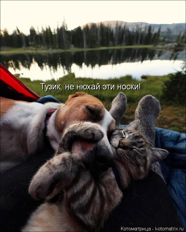 Тузик, не нюхай эти носки!... Котоматрица: Тузик, не нюхай эти носки!