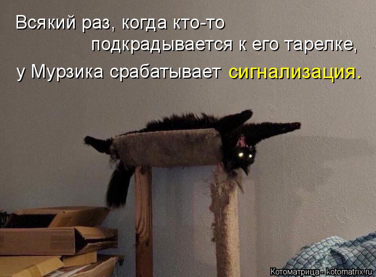 Всякий раз, когда кто-то подкрадывается к его тарелке, у Мурзика срабатывает сигнализация.... Котоматрица: Всякий раз, когда кто-то подкрадывается к его тарелке, у Мурзика срабатывает сигнализация.
