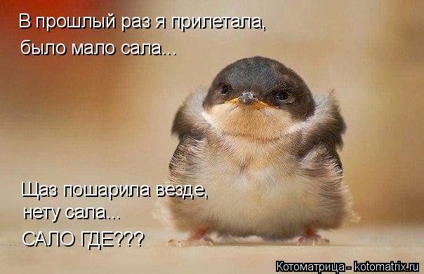 В прошлый раз я прилетала, было мало сала... Щаз пошарила везде, нету сала... САЛО ГДЕ???... Котоматрица: В прошлый раз я прилетала, было мало сала... Щаз пошарила везде, нету сала... САЛО ГДЕ???