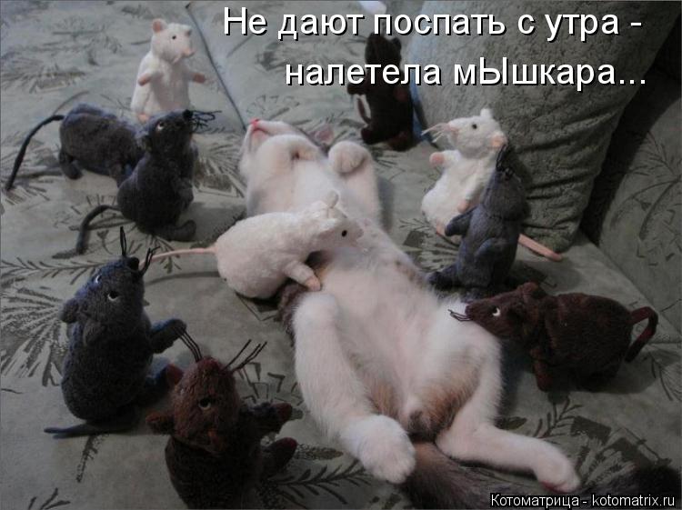 Не дают поспать с утра - налетела мЫшкара...... Котоматрица: Не дают поспать с утра - налетела мЫшкара...