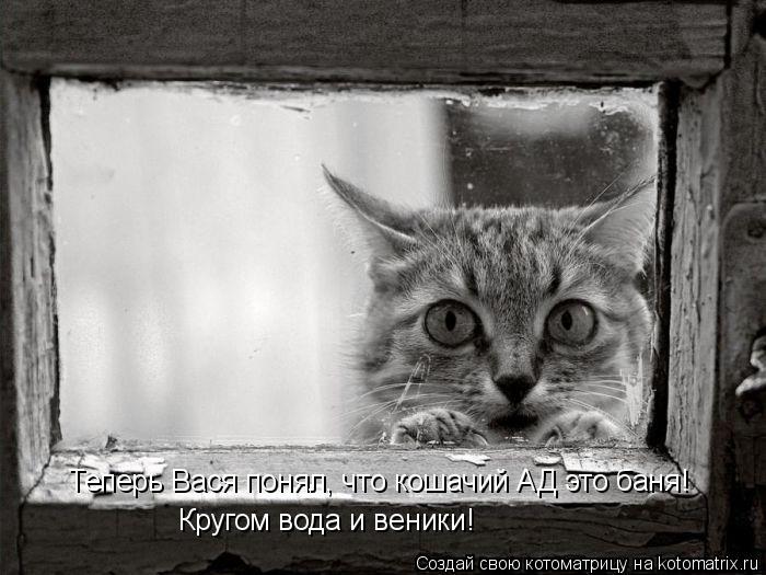 Теперь Вася понял, что кошачий АД это баня! Кругом вода и веники!... Котоматрица: Теперь Вася понял, что кошачий АД это баня! Кругом вода и веники!