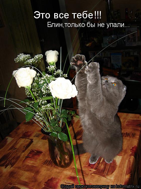 Это все тебе!!! Блин,только бы не упали...... Котоматрица: Это все тебе!!! Блин,только бы не упали...