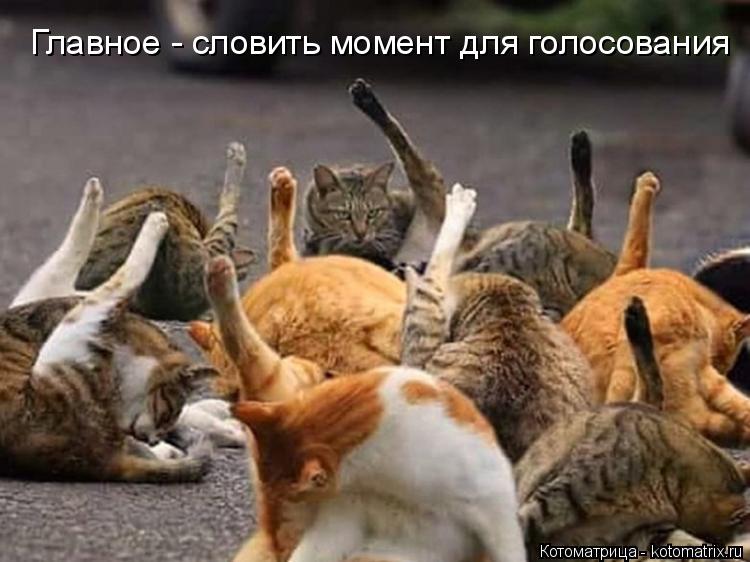 Главное - словить момент для голосования... Котоматрица: Главное - словить момент для голосования