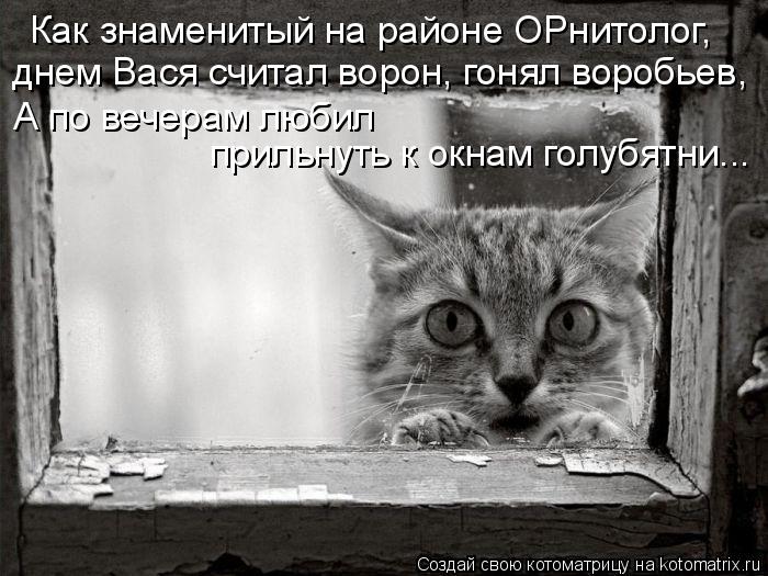 Котоматрица: Как знаменитый на районе ОРнитолог, днем Вася считал ворон, гонял воробьев, А по вечерам любил  прильнуть к окнам голубятни...