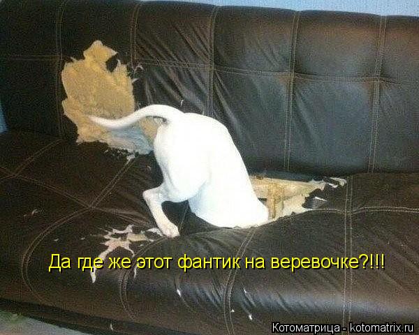 Да где же этот фантик на веревочке?!!!... Котоматрица: Да где же этот фантик на веревочке?!!!