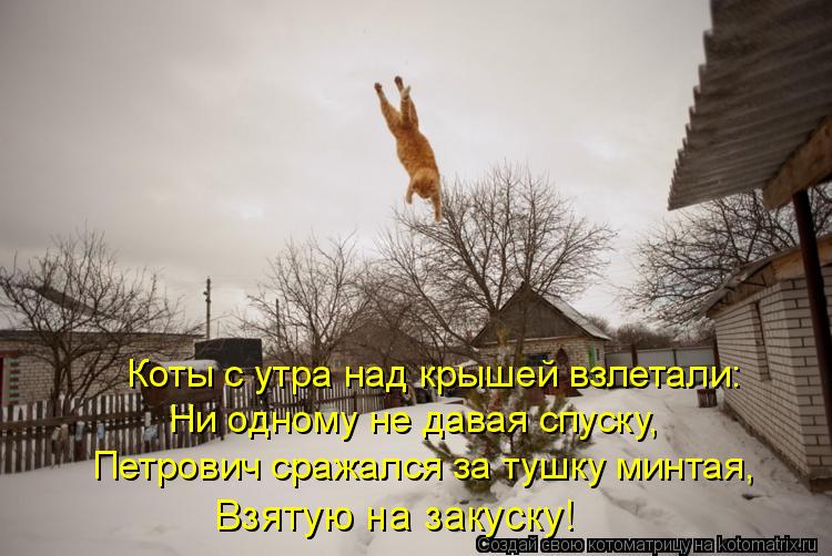 Котоматрица: Коты с утра над крышей взлетали: Ни одному не давая спуску, Петрович сражался за тушку минтая, Взятую на закуску!